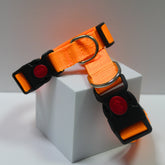 COLLAR NARANJA PARA PERROS (diferentes tamaños)