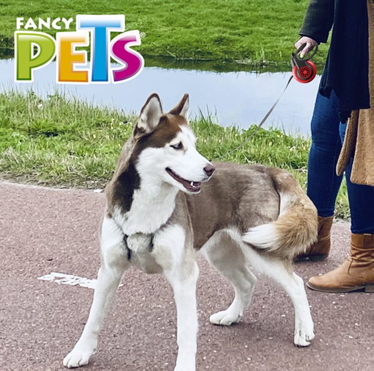 CORREA RETRACTIL MED C/AUTOBRAKE XTREME (5 M / 12-25 KGS)