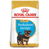 BHN YORKSHIRE TERRIER PUPPY 1 KG
