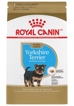 Yorkshire Terrier Puppy  1.3 Kg.