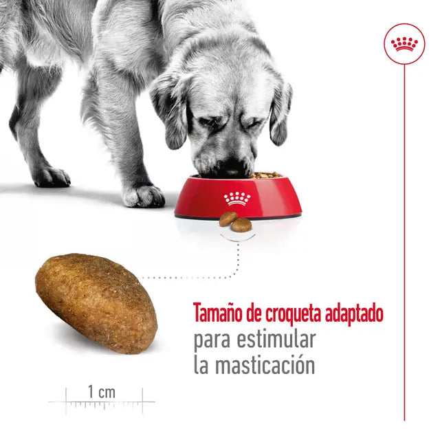 MAXI ADULTO ROYAL CANIN