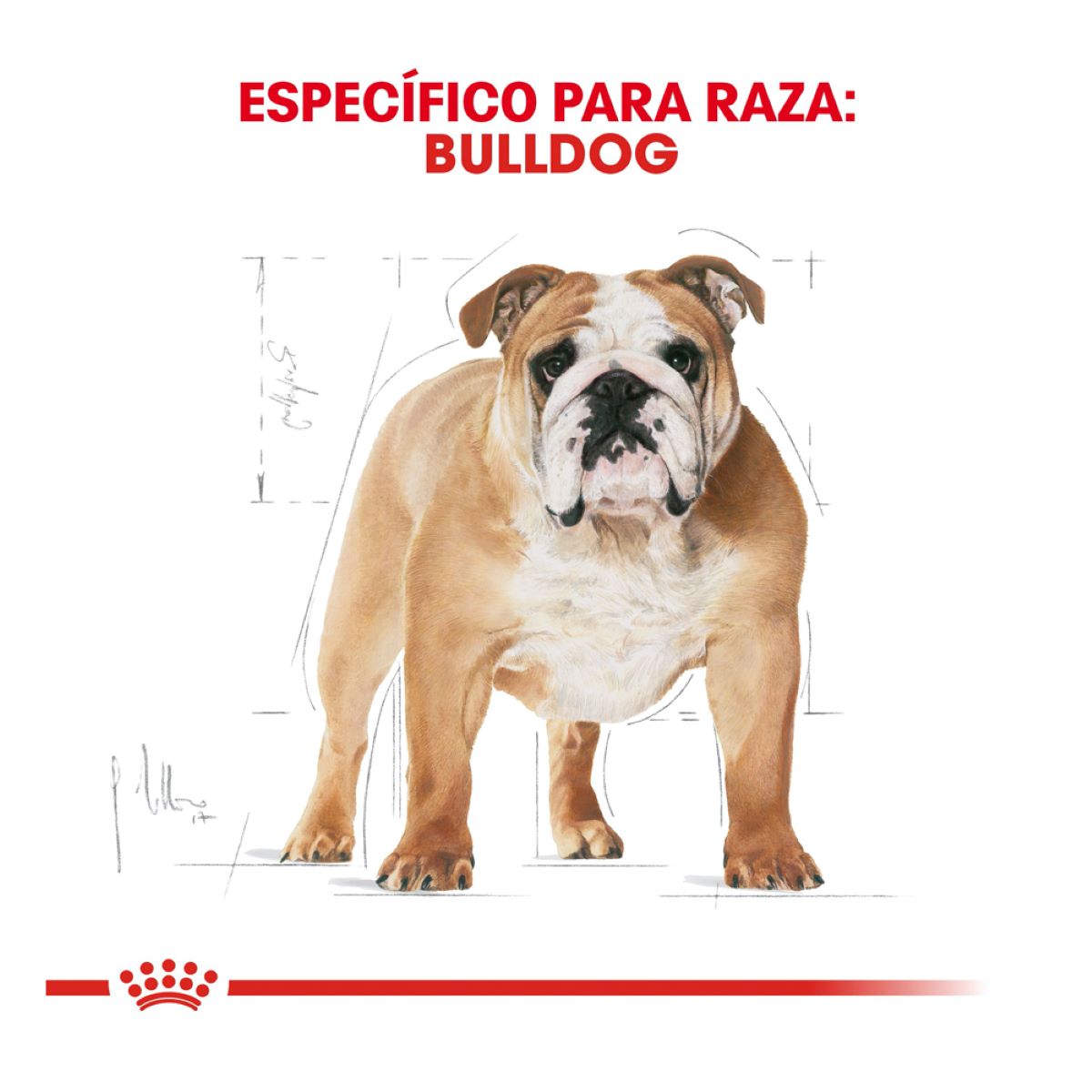 Bulldog Adulto 13.63 Kg.