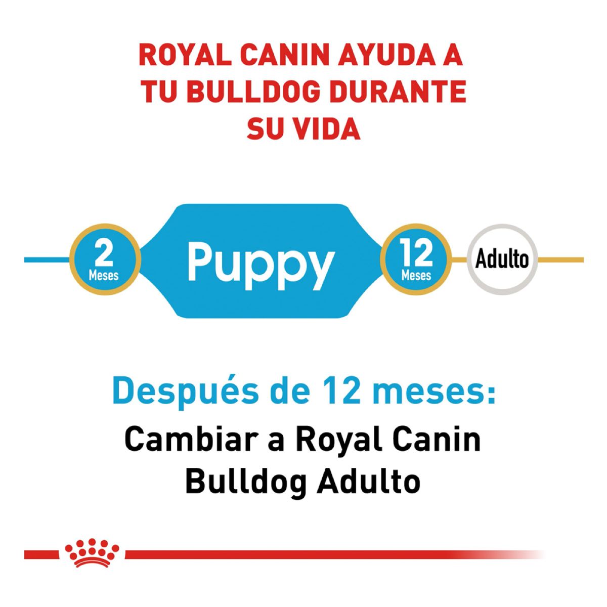 BULLDOG PUPPY Profesional