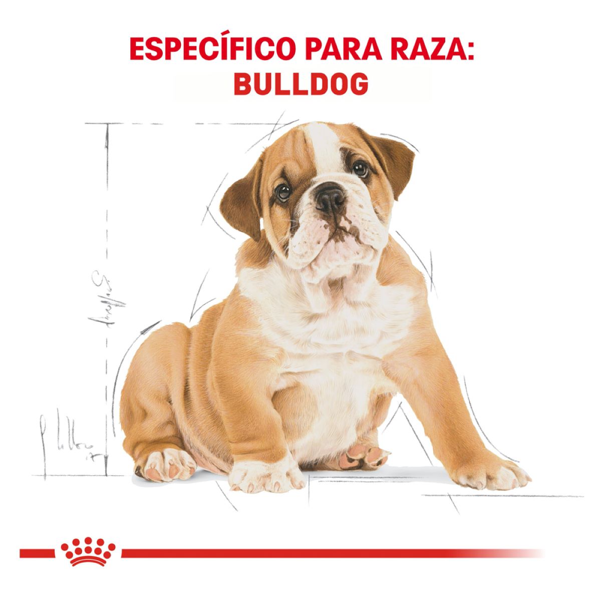 BULLDOG PUPPY Profesional