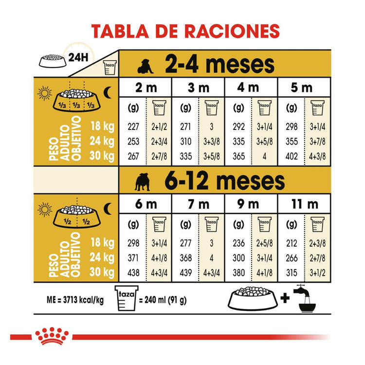 BULLDOG PUPPY Profesional