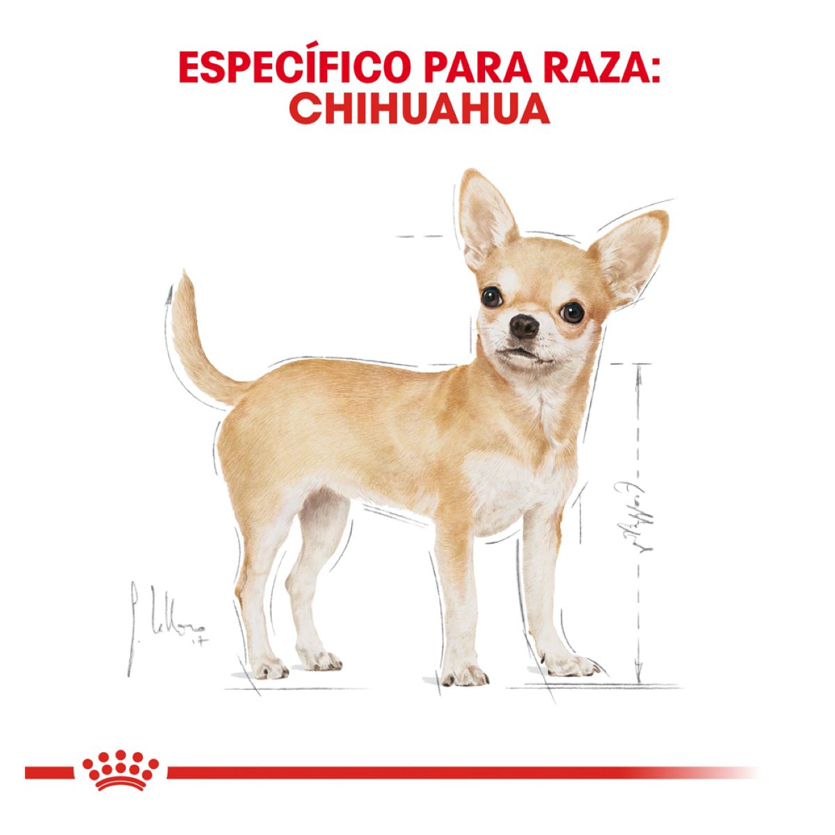 CHIHUAHUA Royal Canin Profesional