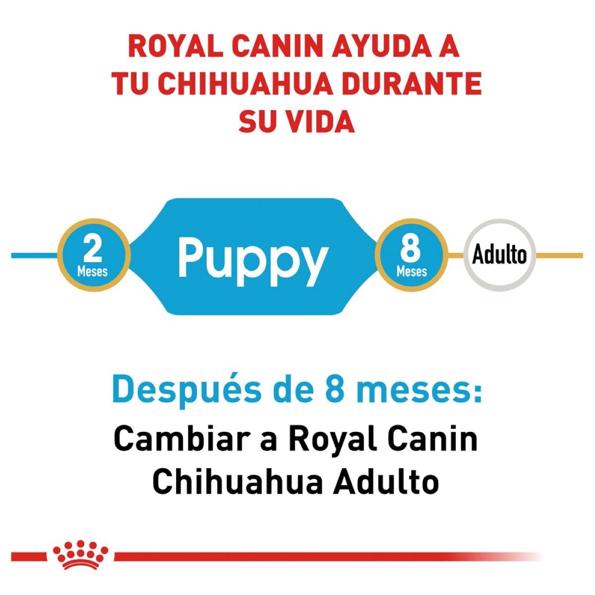 Chihuahua Puppy 1.3 Kg.