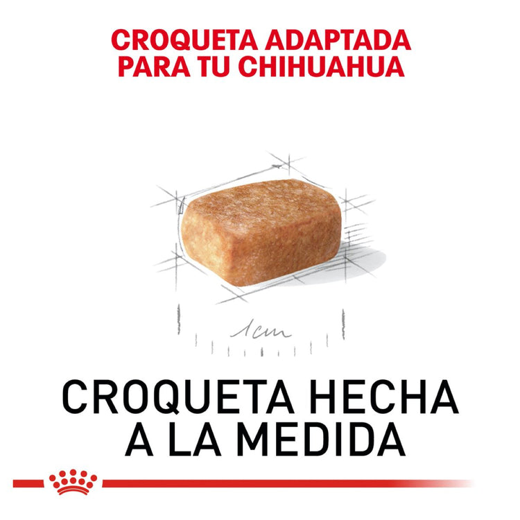 Chihuahua Puppy 1.3 Kg. Profesional