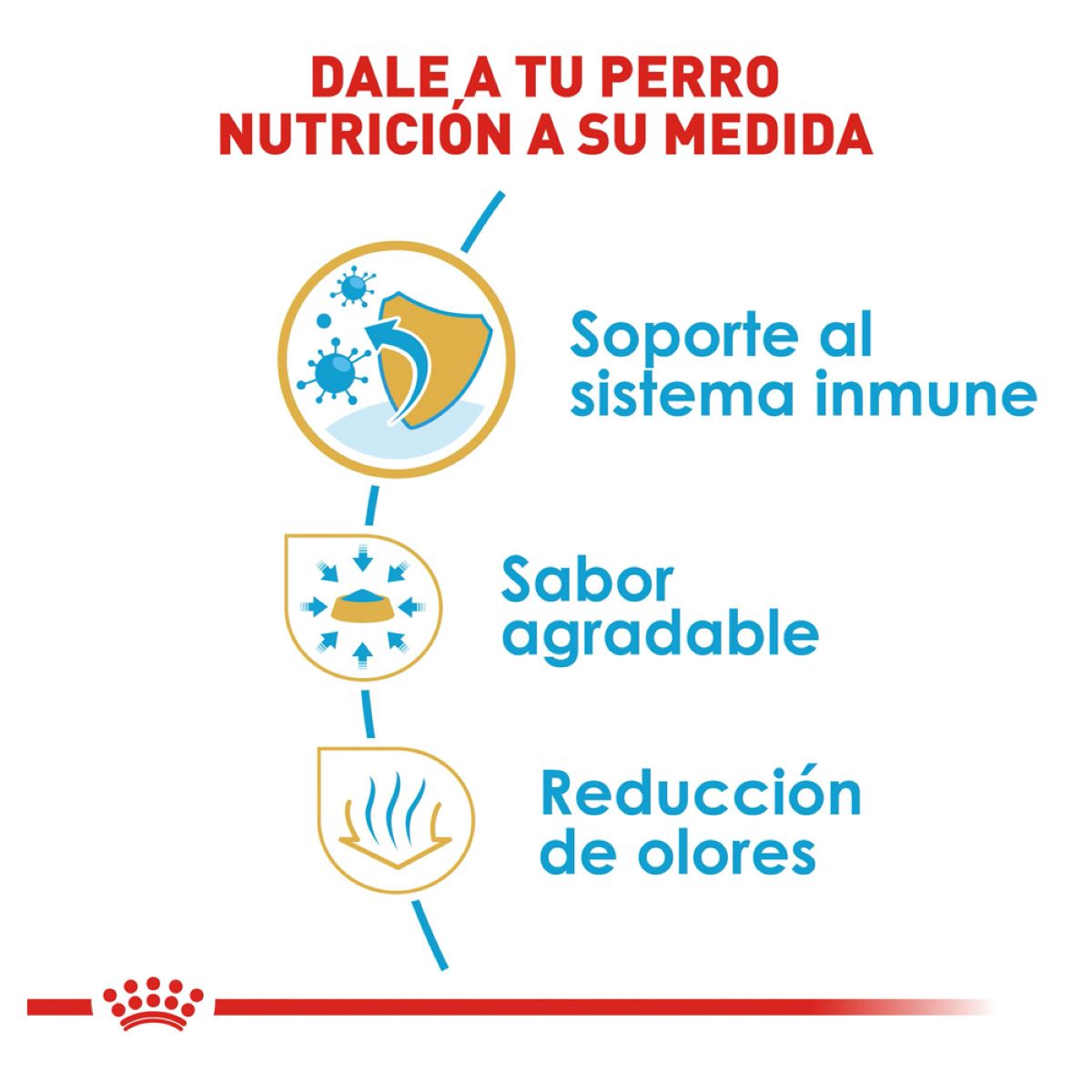 Chihuahua Puppy 1.3 Kg.