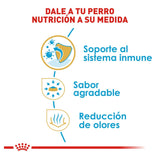 Chihuahua Puppy 1.3 Kg. Profesional