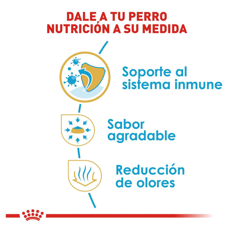 Chihuahua Puppy 1.3 Kg. Profesional