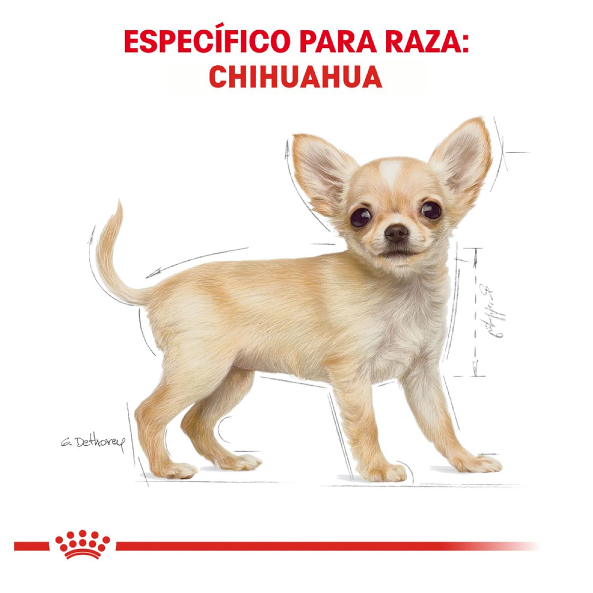 Chihuahua Puppy 1.3 Kg. Profesional