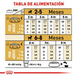 Chihuahua Puppy 1.3 Kg.