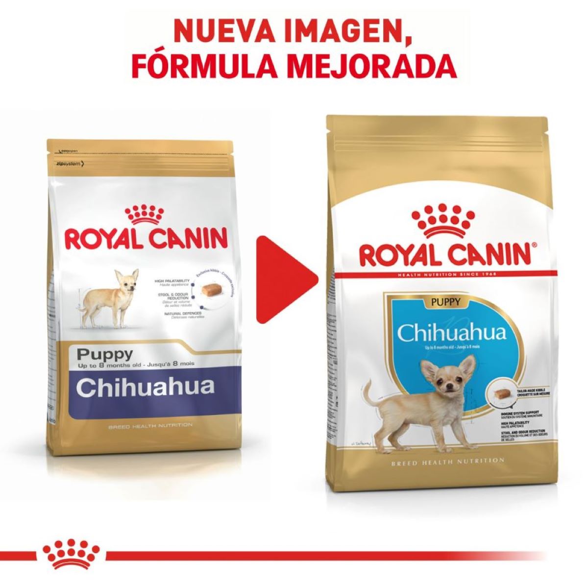 Chihuahua Puppy 1.3 Kg. Profesional