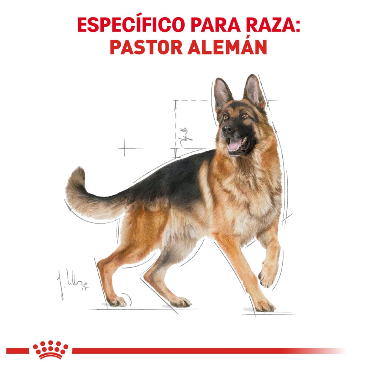 German Sheperd 13.6 Kg.