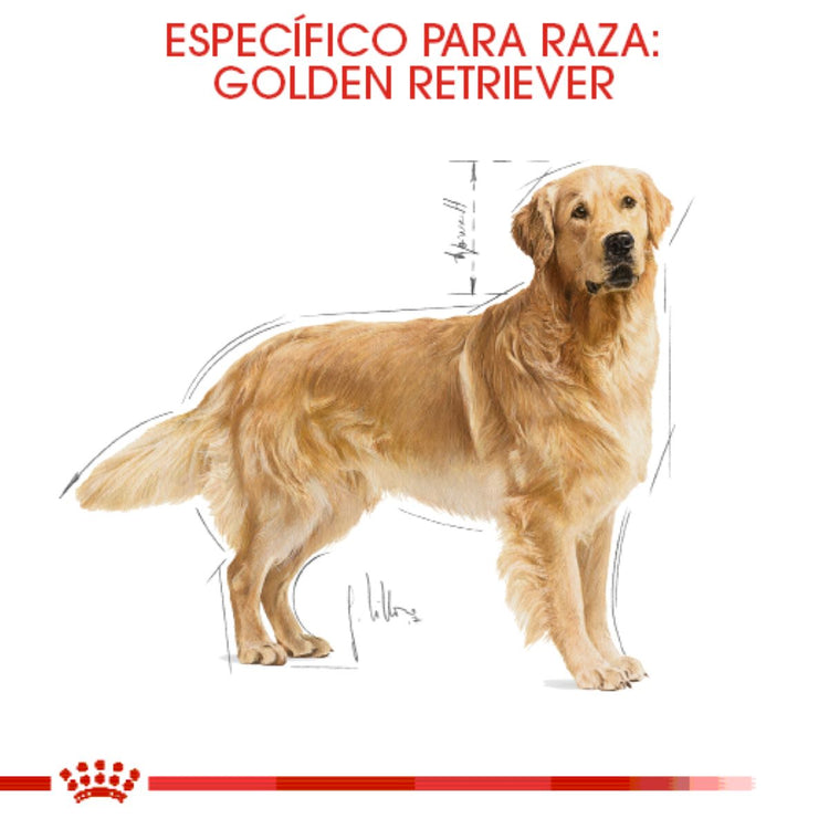 GOLDEN ADULTO 13.6KG