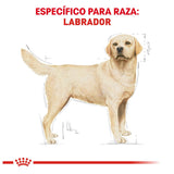 LABRADOR RETRIEVER 13.6KG Profesional