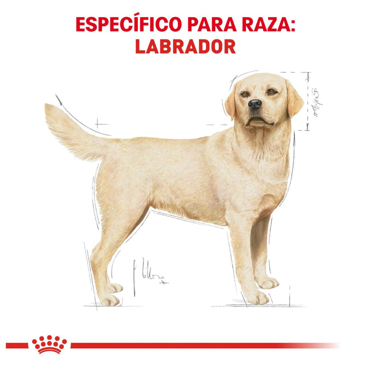 LABRADOR RETRIEVER 13.6KG Profesional