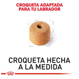 LABRADOR RETRIEVER 13.6KG Profesional