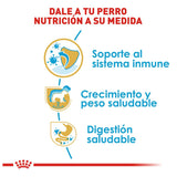 Labrador Retriever Puppy 13.6 Kg.