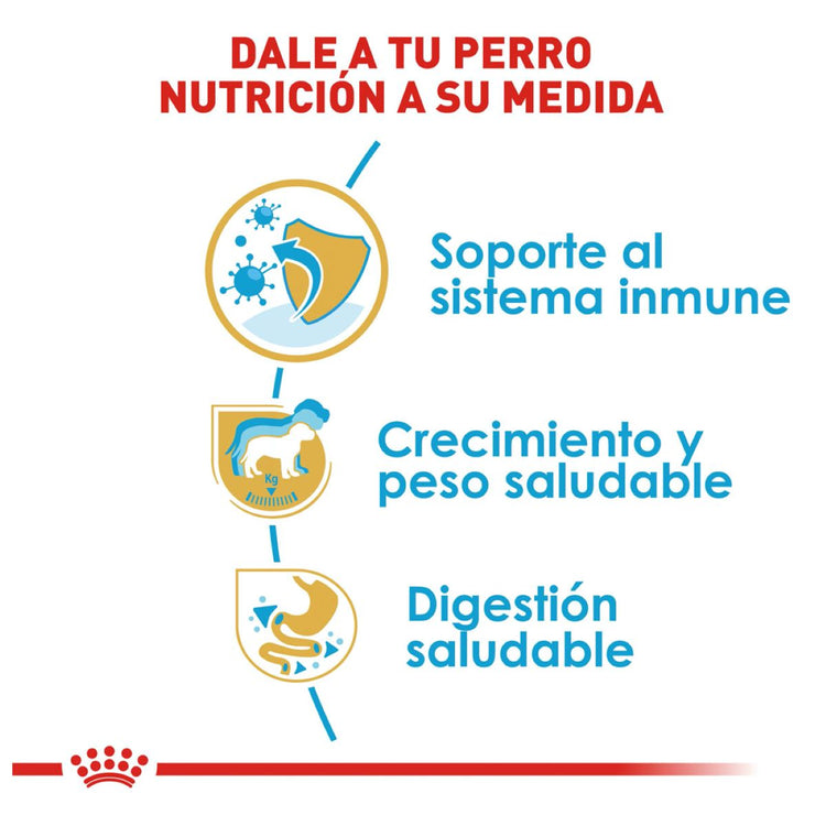 Labrador Retriever Puppy 13.6 Kg. Profesional