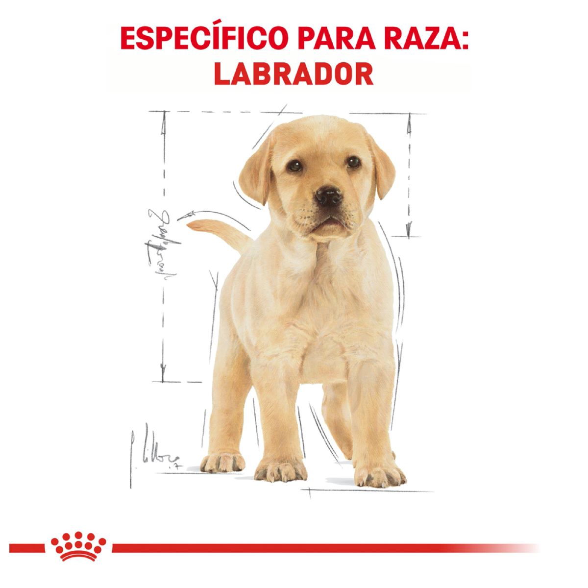 Labrador Retriever Puppy 13.6 Kg. Profesional