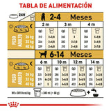 Labrador Retriever Puppy 13.6 Kg.