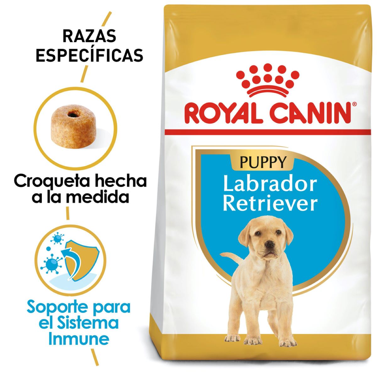 Labrador Retriever Puppy 13.6 Kg. Profesional