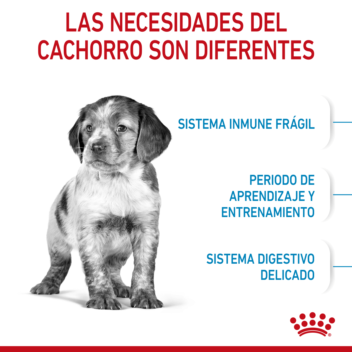 Medium Puppy Royal Canin Profesional