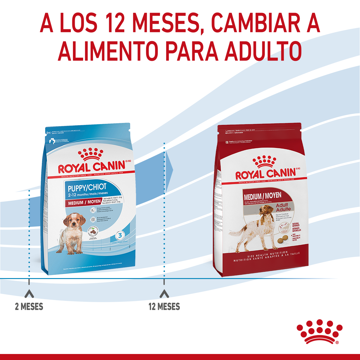 Medium Puppy Royal Canin Profesional