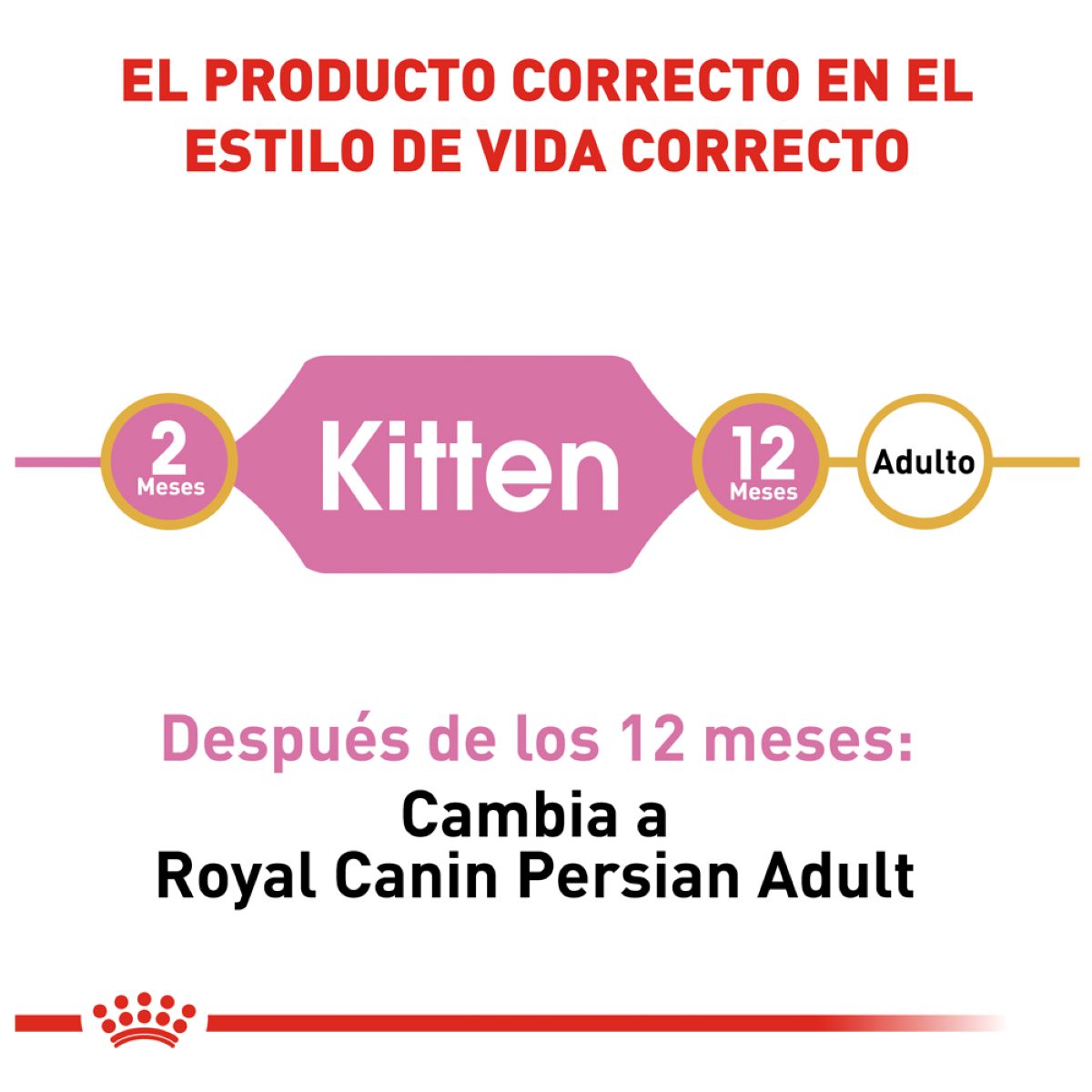 Persian Kitten 1.3kg
