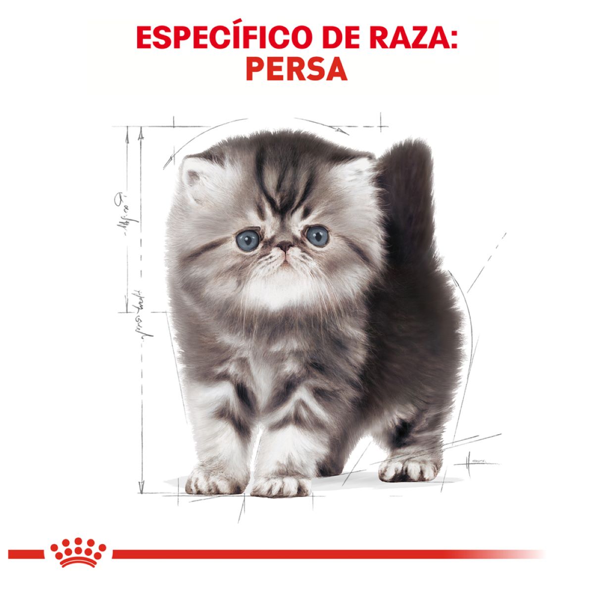 Persian Kitten 1.3kg Profesional