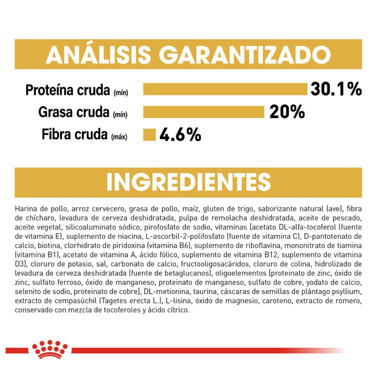 Persian Kitten 1.3kg
