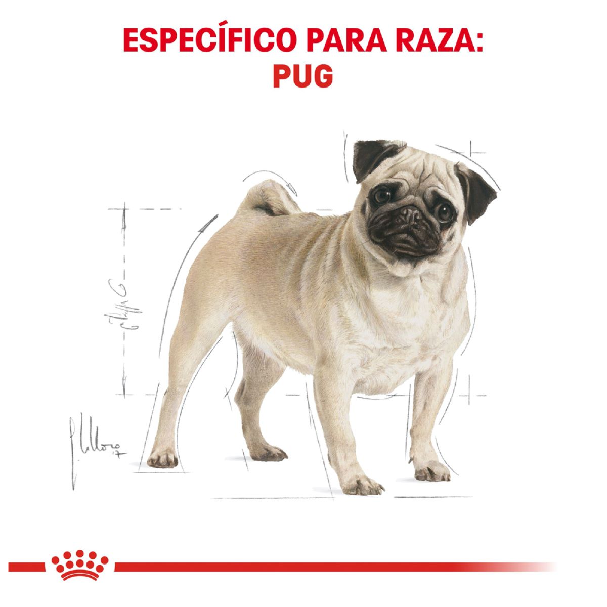 PUG Royal Canin