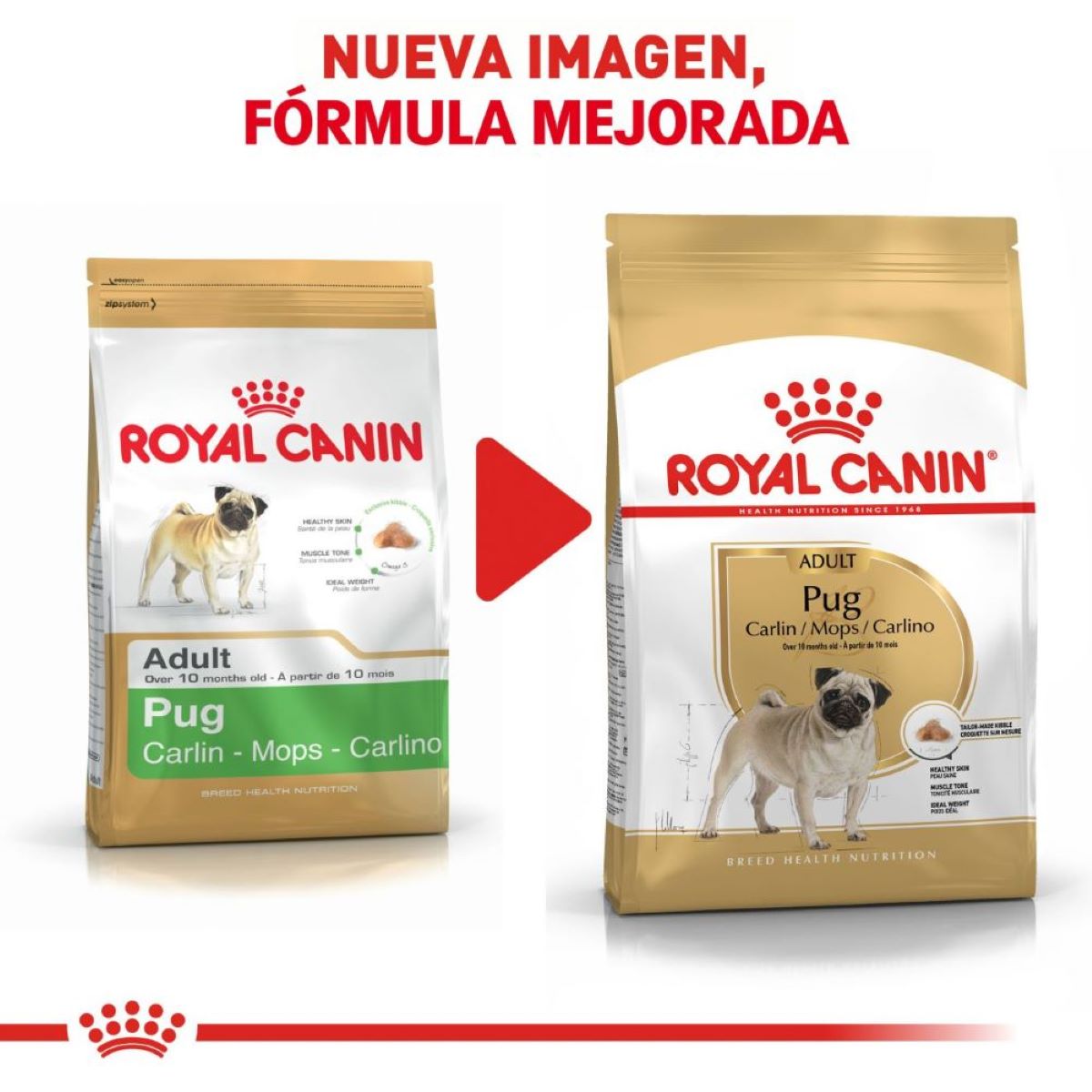 PUG Royal Canin