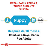 Pug Puppy 1.1 Kg Profesional