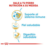 Pug Puppy 1.1 Kg Profesional