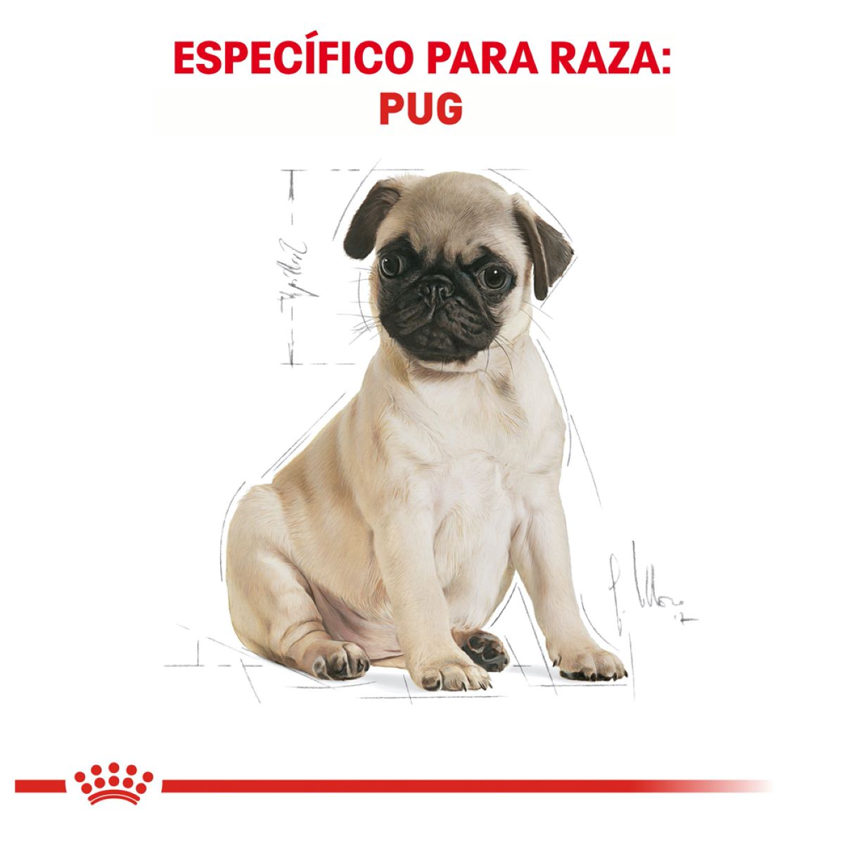 Pug Puppy 1.1 Kg Profesional