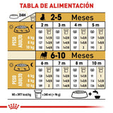 Pug Puppy 1.1 Kg Profesional