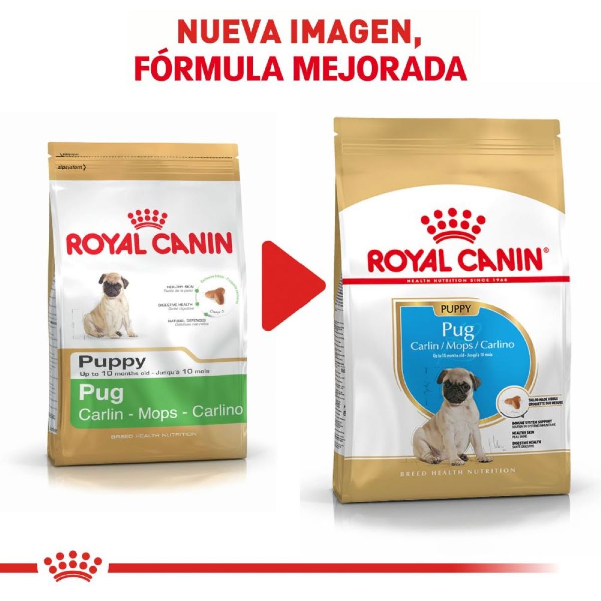 Pug Puppy 1.1 Kg Profesional