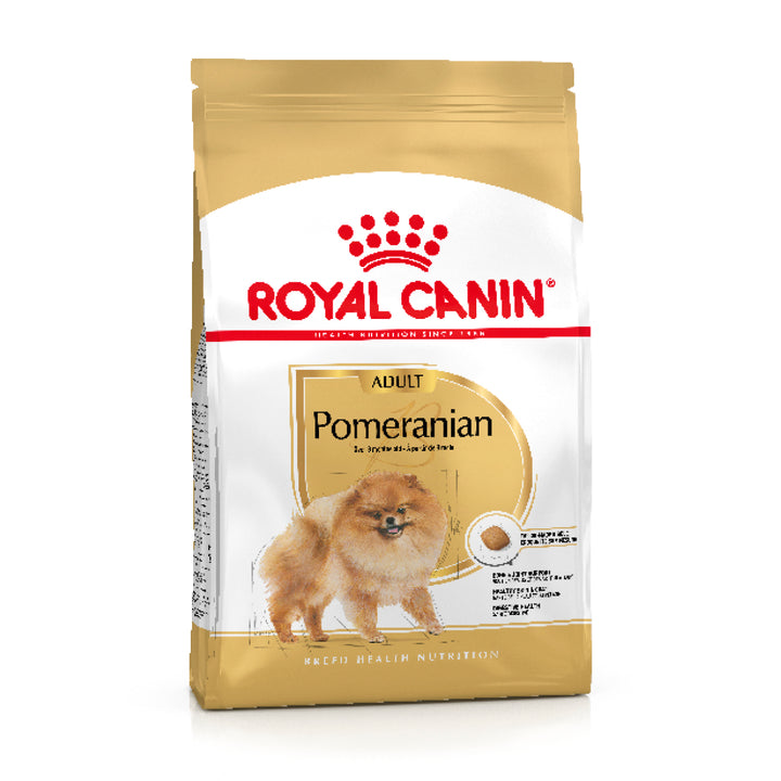 POMERIAN ADULT