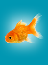 ACUARIO