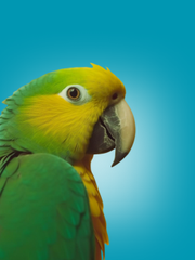 AVES