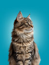 GATO