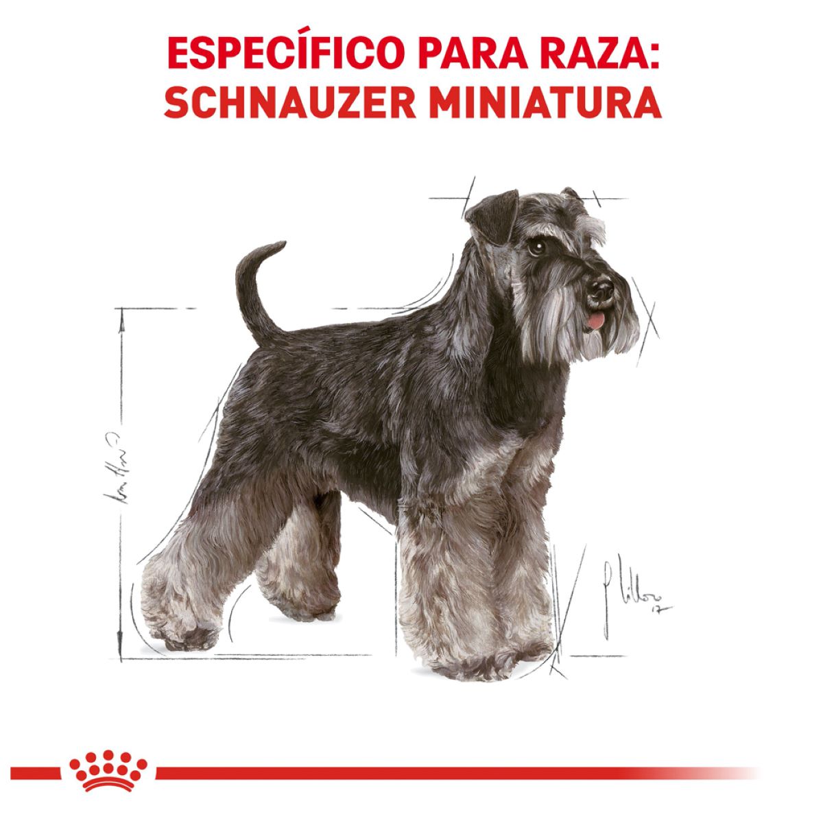 Mini Schnauzer 25 4.5 Kg. Profesional