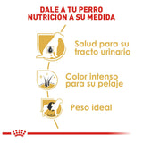 Mini Schnauzer 4.5 Kg.