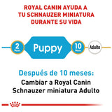 Schnauzer Puppy 1.1 Kg. Profesional