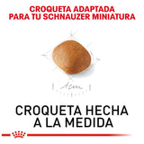 Schnauzer Puppy 1.1 Kg.