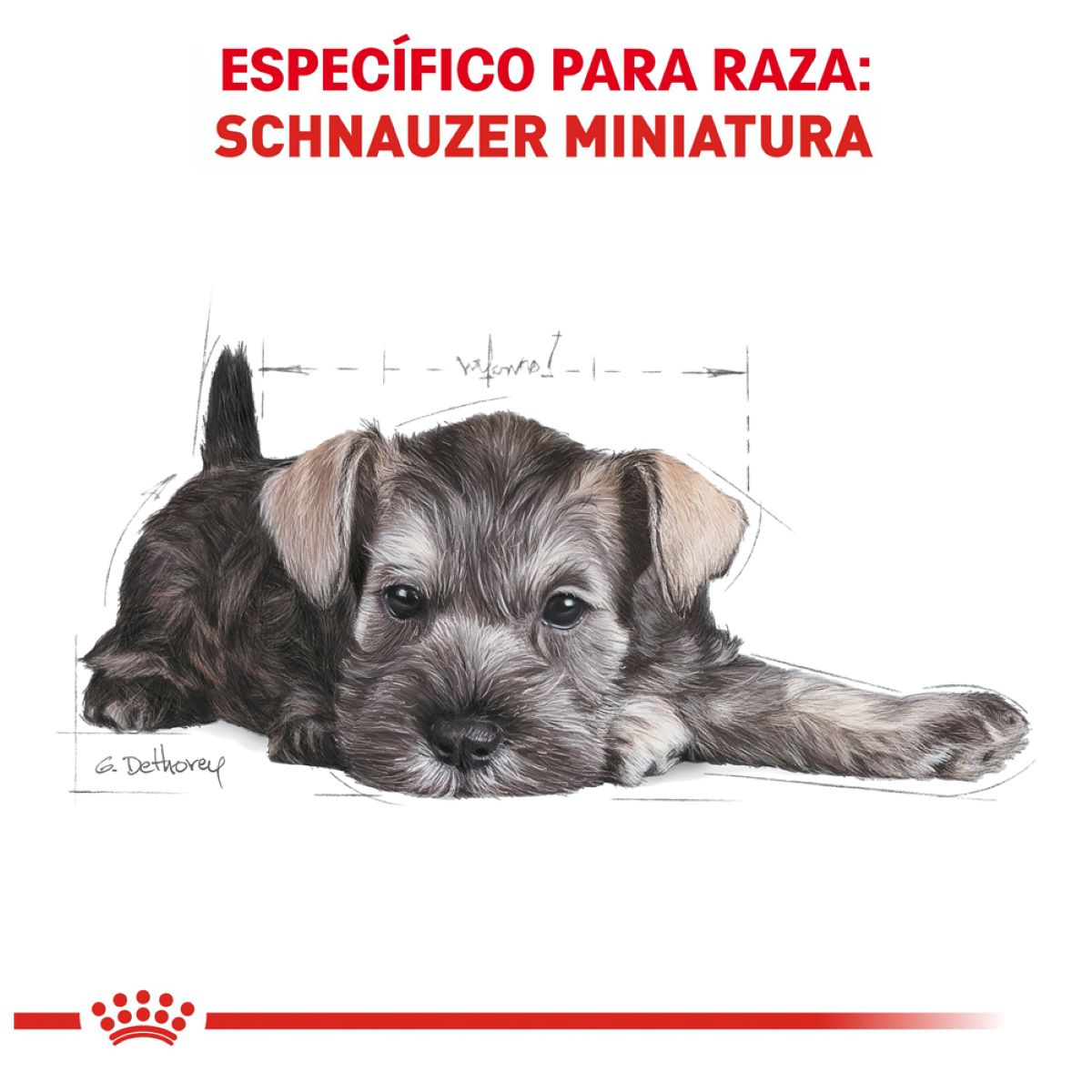 Schnauzer Puppy 1.1 Kg. Profesional