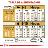 Schnauzer Puppy 1.1 Kg.